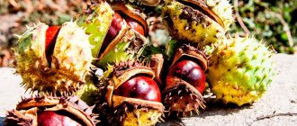 what are the benefits of chestnut for men?