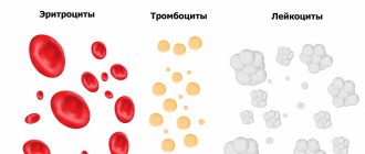Formed elements of blood.jpg