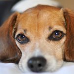 What are the types of kidney diseases in dogs?