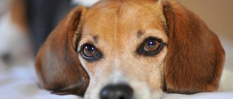 What are the types of kidney diseases in dogs?