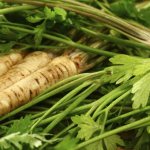 Root and leaf parts of parsley