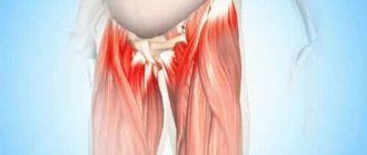 Лобково-копчиковая мышца является одной из мышц тазового дна