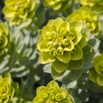 Euphorbia Pallas - a special plant with medicinal properties