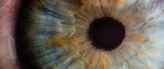 What determines the color of a person&#39;s eyes?
