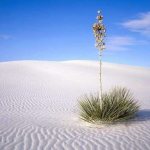 Песок в пустыне