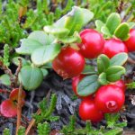 Useful properties of lingonberries