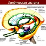 The role of the limbic system in the life of humans and animals