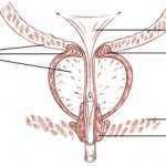 Diagram of the location of the urethral sphincters