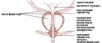 Diagram of the location of the urethral sphincters