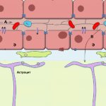 Scheme of the structure of the blood-brain barrier