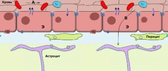 Scheme of the structure of the blood-brain barrier