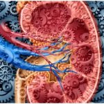 Symptoms of kidney failure in women and men