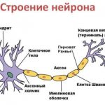 neuron structure