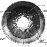 The structure of the pupil of the eye