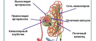 the structural and functional unit of the kidney is