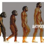The theory of human evolution was first put forward by Charles Darwin. He argued that man originated precisely according to the scheme that was described just above. 