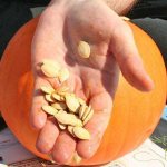 Pumpkin seeds are good for everyone