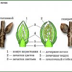 vegetative and generative buds