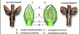 vegetative and generative buds