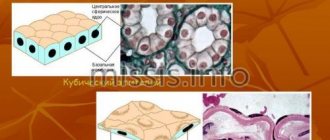 Types of epithelial tissues
