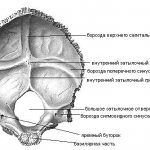 occipital bone internal view
