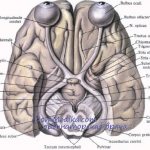 Зрительные пути. Анатомия зрительных нервов - 2 пары черепных нервов